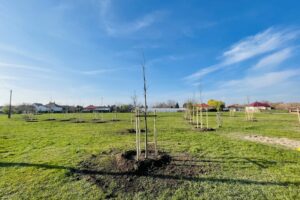 Planting trees in Szeged, 2022